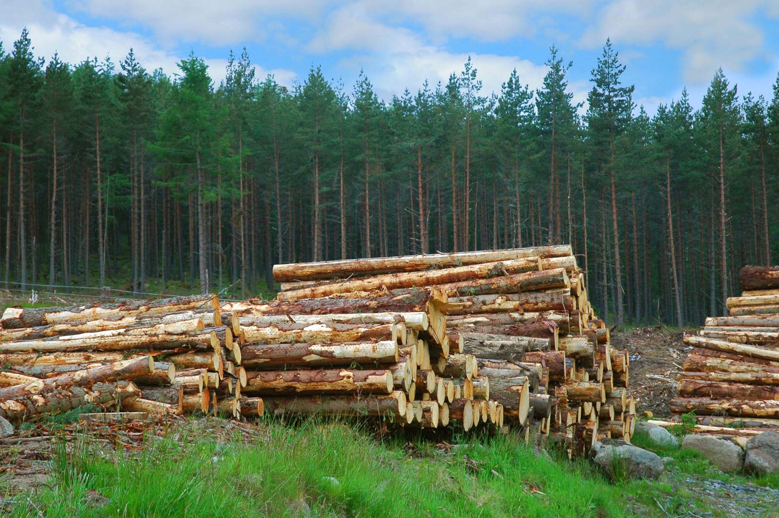 Forest Fire